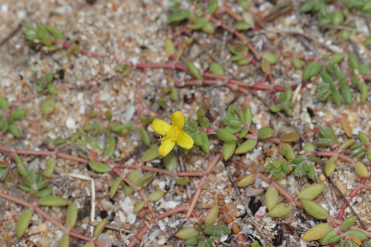 Portulaca quadrifida L.